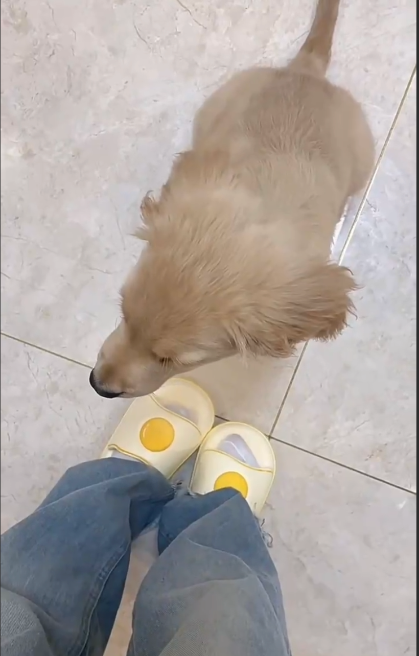 My dog love my EGG-SLIDES!!!!